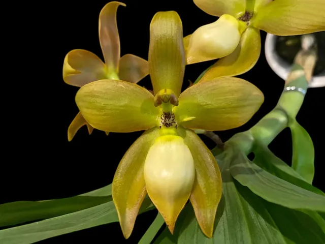 Cycnoches herrenhusanum