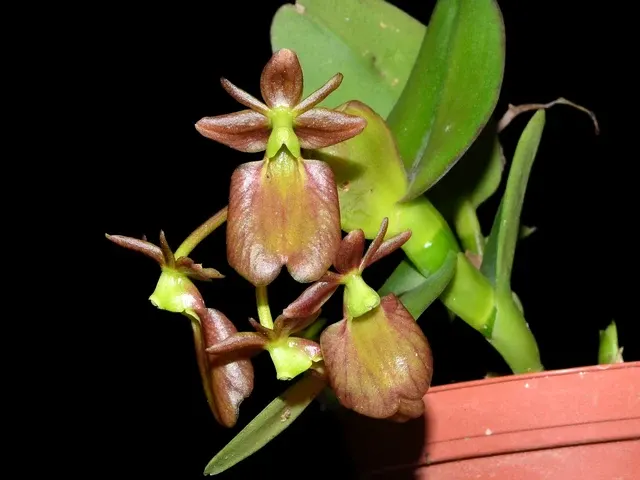 Epidendrum orbiculatum (Epidendrum)