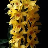 Dendrobium Stardust 'Chiyomi'