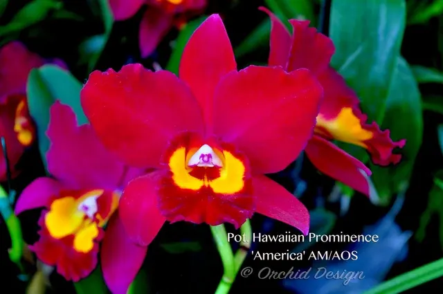 Potinara Hawaiian Prominence 'America'