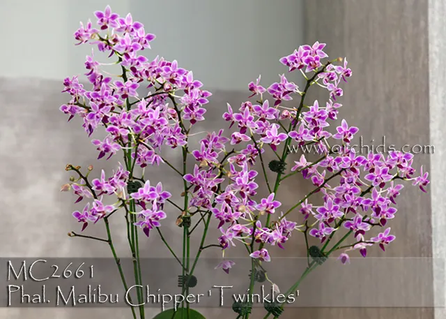 Phalaenopsis Malibu Chipper 'Twinkles,'