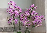Phal. Malibu Chipper 'Twinkles,' (Rainbow Chip x equestris )