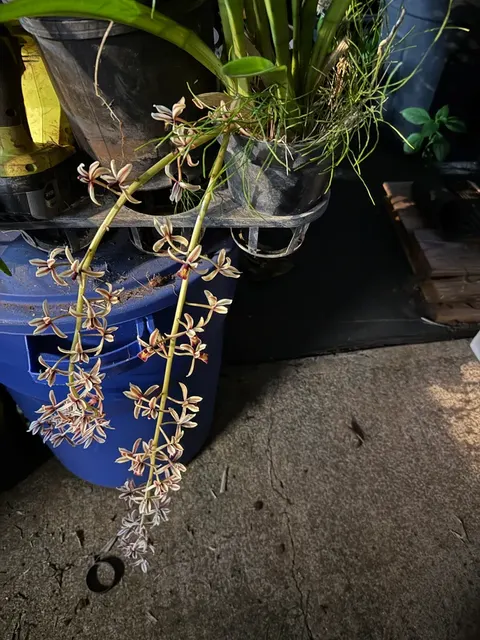Cymbidium aloifolium (Cymbidium)