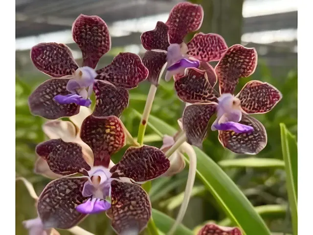 Vanda Mimi Palmer (Vanda)