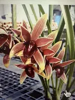 Orchid Plant Bare Root Cymbidium Aussie Dreamtime - Exotic Orchid from Certified Growers, Las Vegas, Nevada