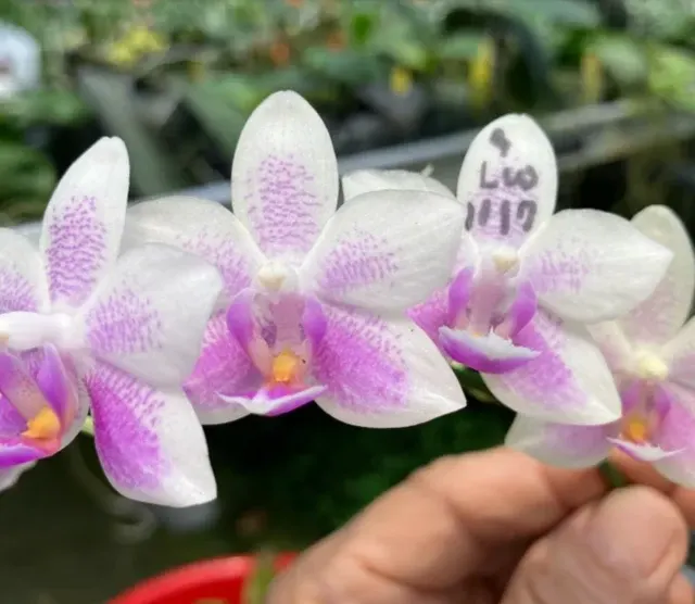 Phalaenopsis Belle Neuchâteloise