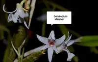 Dendrobium Macraei