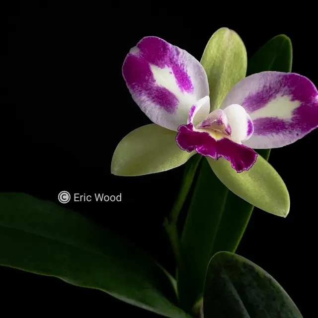Rhyncholaeliocattleya Yen Corona 'Green Genies' (Rhyncholaeliocattleya)
