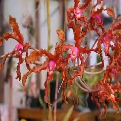 Schomburgkia wallisii sp (Schomburgkia)