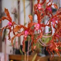 Schomburgkia wallisii sp.