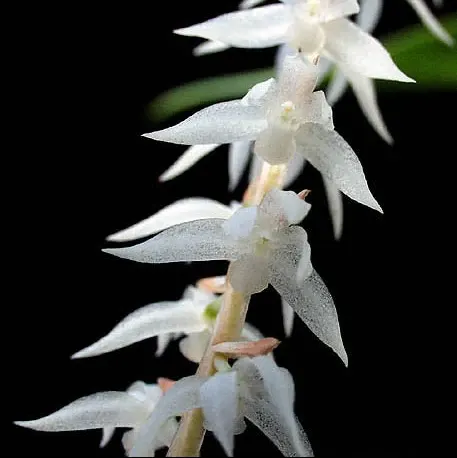 Coelogyne glumacea