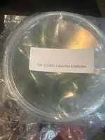 FLASK Calanthe triplicata