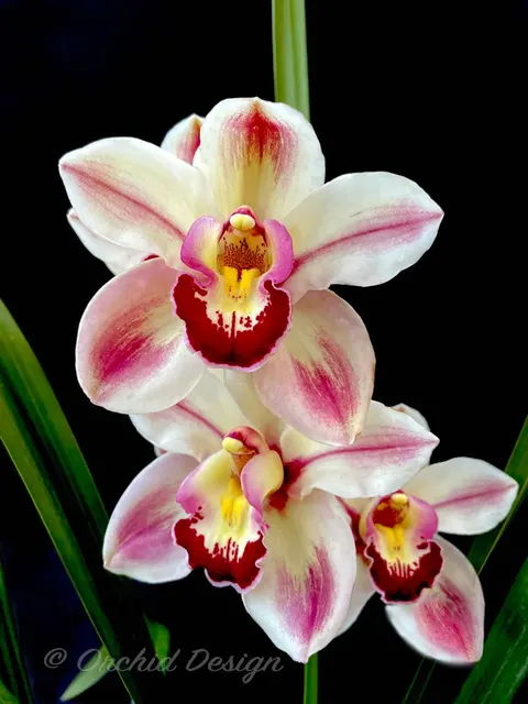 Cymbidium Kimberley Splash 'TeePee' (Cymbidium)