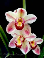 Cymbidium Kimberley Splash 'TeePee' – Very Showy! IN BLOOM for Feb-March