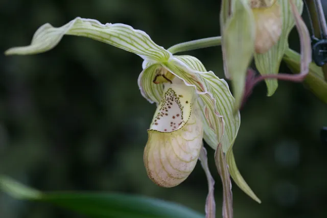 Phragmipedium Memoria Garren Weaver (Phragmipedium)