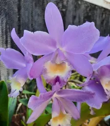 Cattleya Seagrove Ocean Voyage