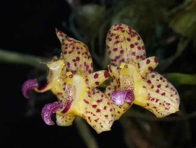 Bulbophyllum violaceolabellum x bicolor (Bulbophyllum)