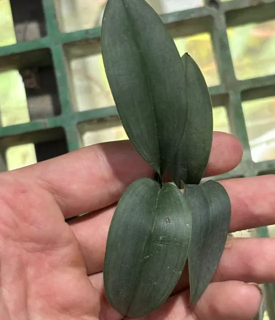 Cymbidium lancifolium (Cymbidium)