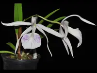 Brassocattleya Morning Glory