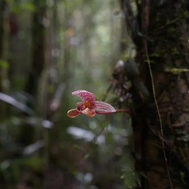 Bulbophyllum hyalosemoides