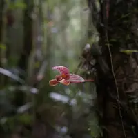 Bulbophyllum hyalosemoides
