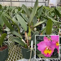 Rlc. Joyful Love 'Volcano Queen' (5.5" Pot) - Not Blooming