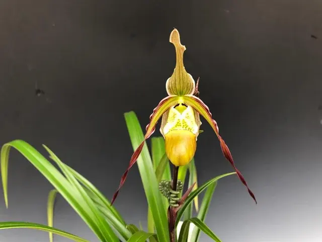 Phragmipedium Green Hornet (Phragmipedium)