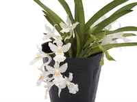 Rodriguezia bracteata