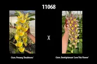 Catasetum