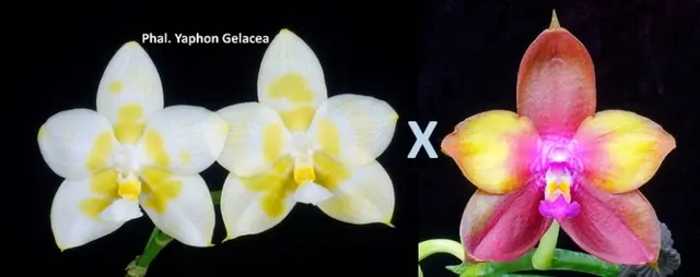 Phalaenopsis Yaphon Gelacea x Dragon Tree Eagle (Phalaenopsis)