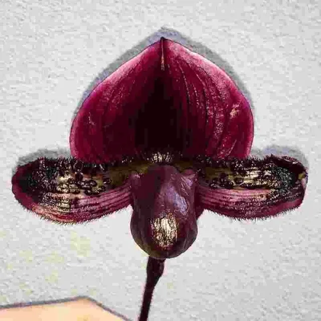 Paphiopedilum Warden X Paph. Maudiae 'Magic Flame' (Paphiopedilum)