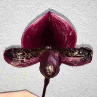 Paph. Warden X Paph. Maudiae 'Magic Flame'