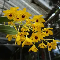 Dendrobium chrysotoxum var. suavissimum (Small Size)