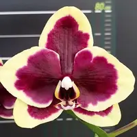 Phalaenopsis I Hsin Circus 2.5"