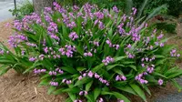 Bletilla striata