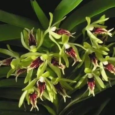 Vanda cristata (Vanda)