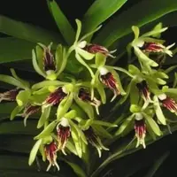 Vanda cristata