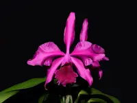 Cattleya Lucia Fernandez