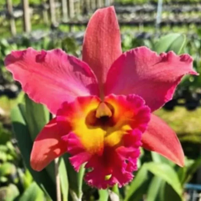 Rhyncholaeliocattleya River Kwai Pastel Orange (Rhyncholaeliocattleya)
