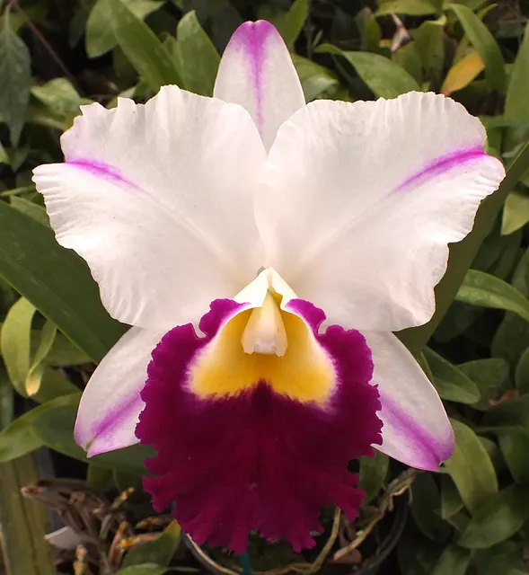 Brassolaeliocattleya Memoria Shirley Byrnes 'NN' (Brassolaeliocattleya)