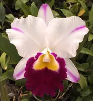 Blc. Mem. Shirley Byrnes 'NN'.