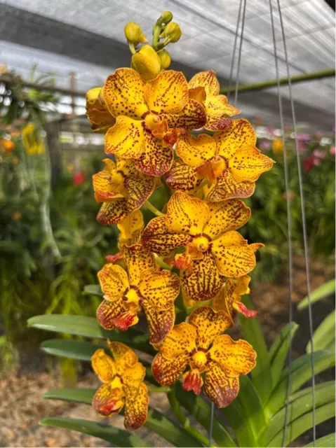 Vanda Suwannaphum Butterfly (Vanda)
