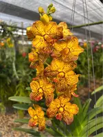 Vanda Suwannaphum Butterfly