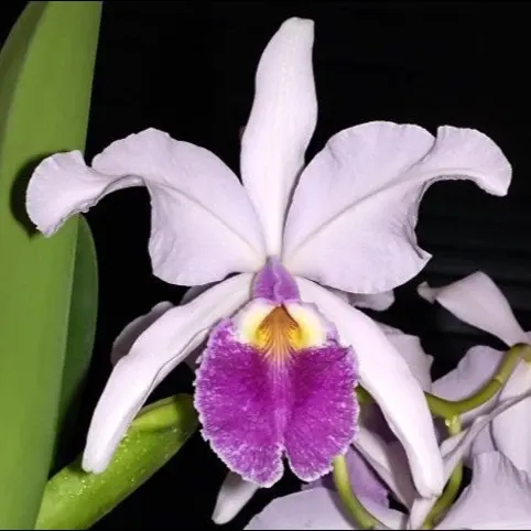 Cattleya warscewiczii var. coerulea (Cattleya)