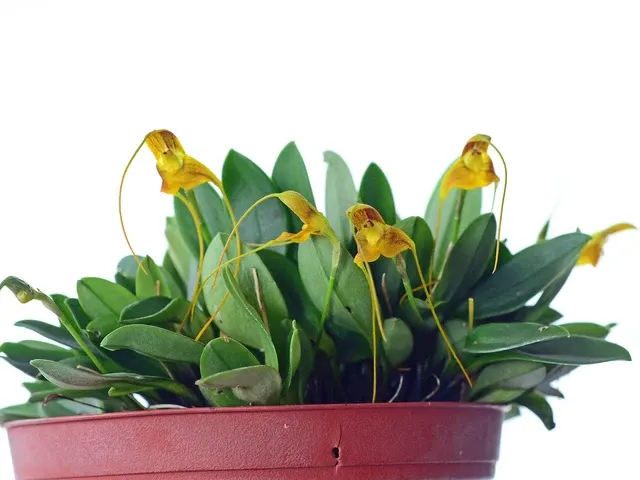 Masdevallia ivanii (Masdevallia)