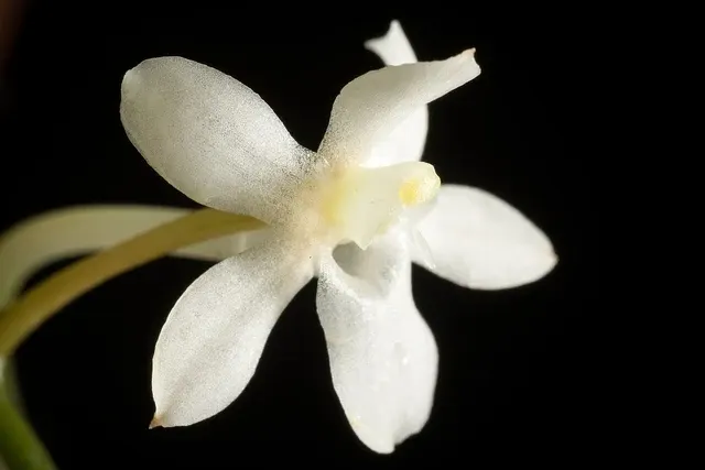 Aerangis mystacidii x sib