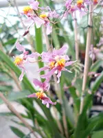 Oncidium ornithorhynchum (sotoanum) — Jungpflanzen
