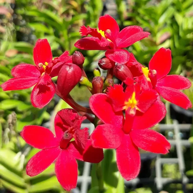 Epidendrum 'Red'