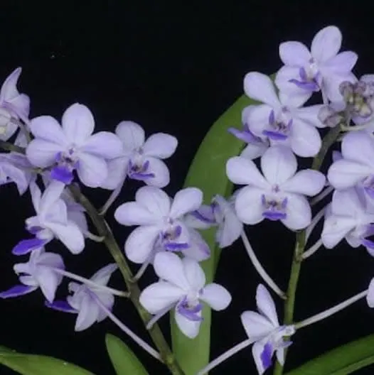 Rhynchonopsis Kasorn’s Viola Coequestris 'Wilson'