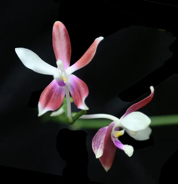 Phalaenopsis tetraspis f speciosa (Phalaenopsis)